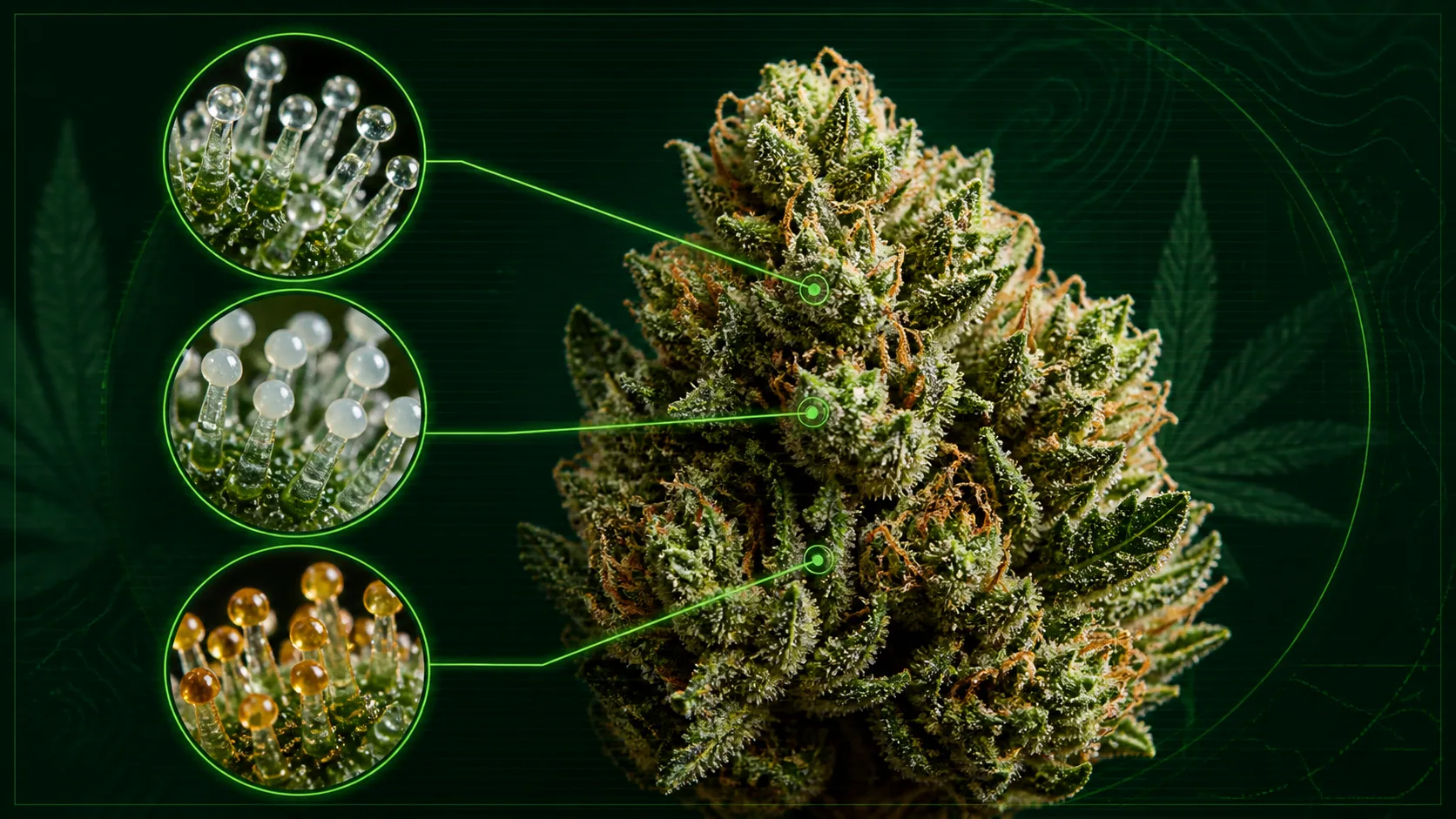Infographic-style cannabis flower showing microscope callouts for clear, cloudy, and amber trichome maturity clues