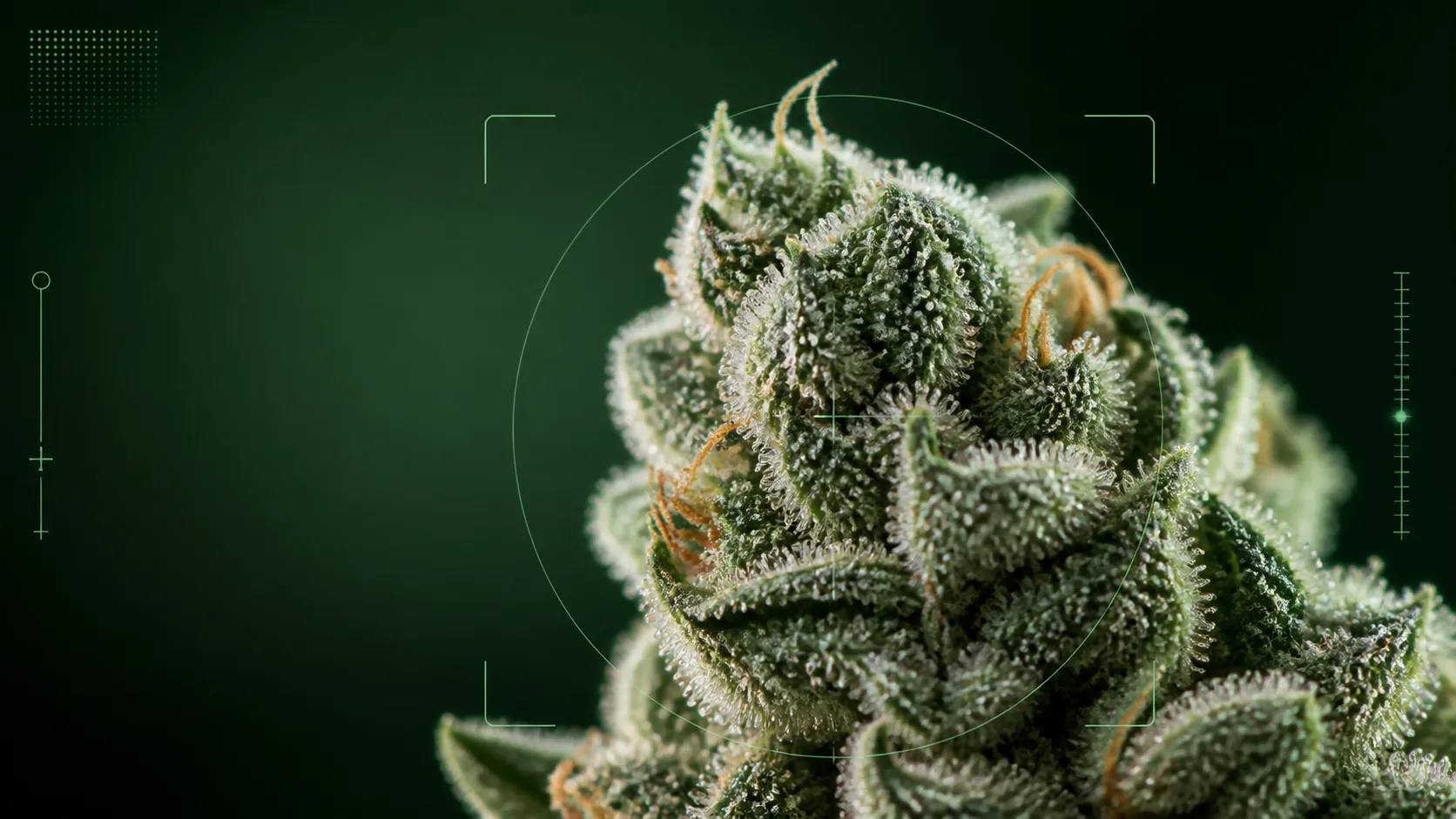 Close-up cannabis flower covered in sparkling trichomes with subtle scan-style focus overlays