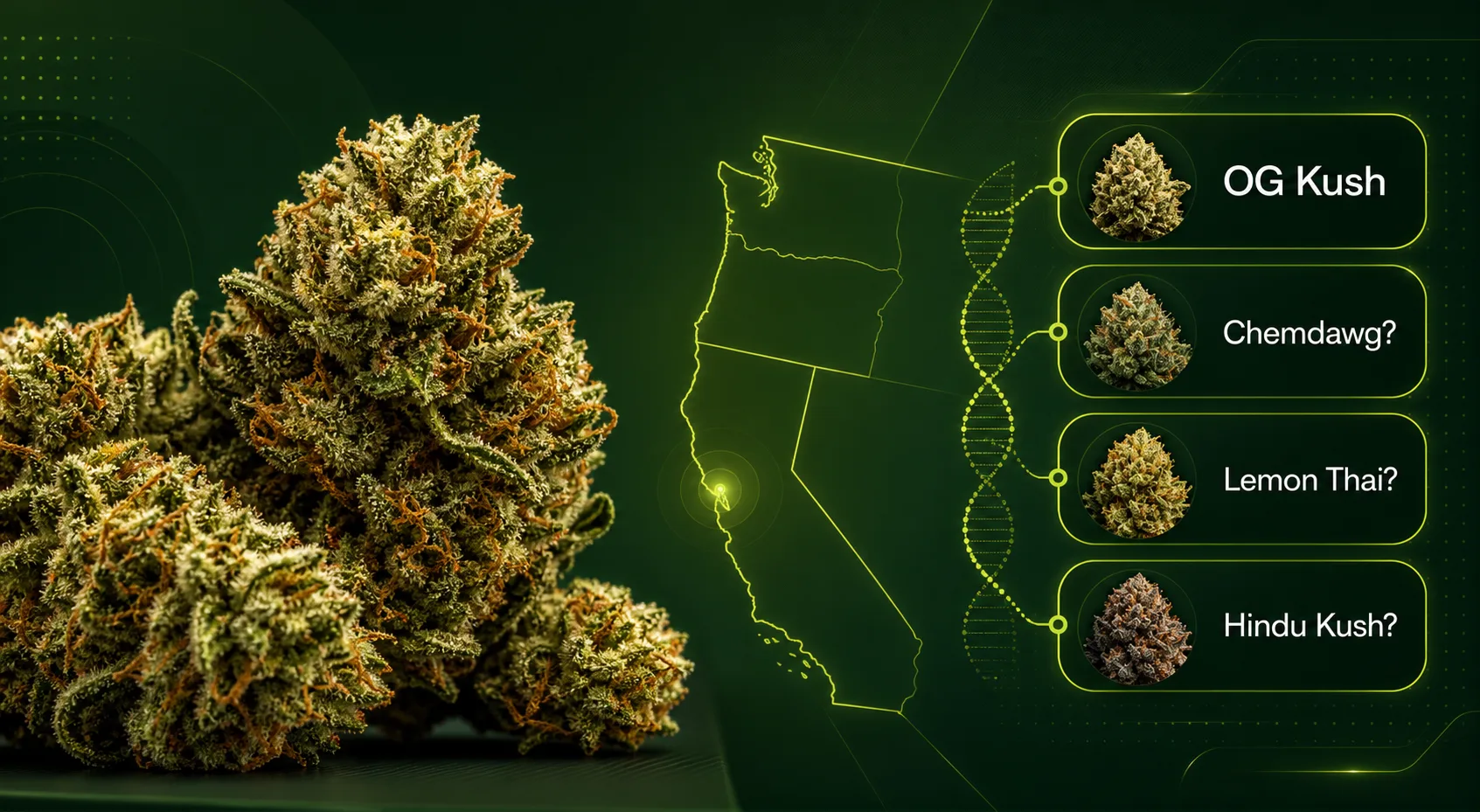 OG Kush education artwork with cannabis flower, West Coast map outline, DNA strands, and disputed lineage strain cards